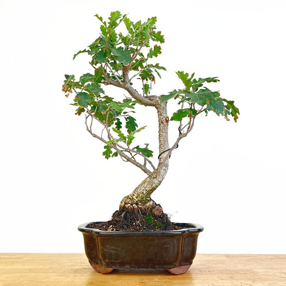 Artist Curated White Oak - 470015