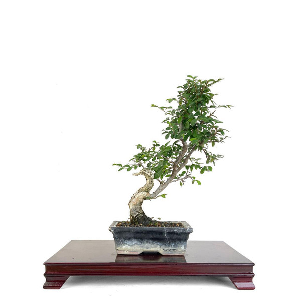 Artist Curated Chinese Elm - 362218