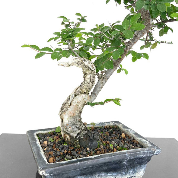 Artist Curated Chinese Elm - 362218