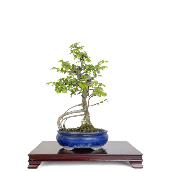 Artist Curated Chinese Elm - 362278