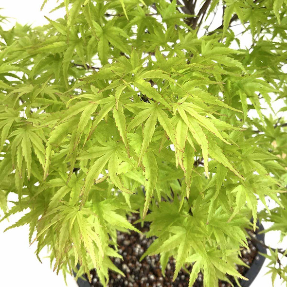 Large Dwarf Japanese Maple - 'Sharp's Pygmy'
