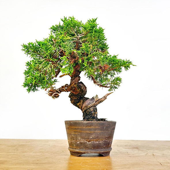 Artist Curated Shohin Shimpaku Juniper - 299709
