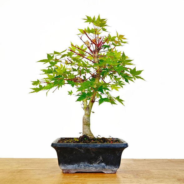 Artist Curated Coral Bark Japanese Maple - 299794