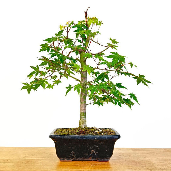 Artist Curated Japanese Maple 'Shindeshojo' - 362294