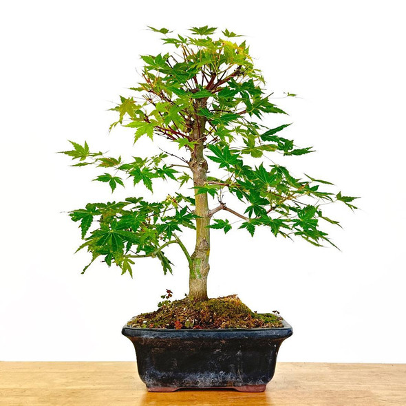 Artist Curated Japanese Maple 'Shindeshojo' - 362286
