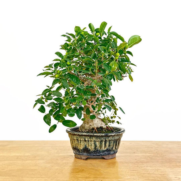 Artist Curated Shohin Ficus Burtt-Davyi - 299790