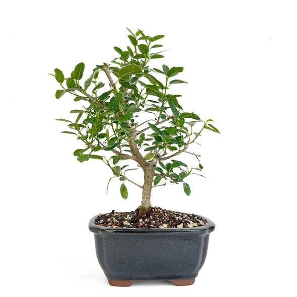 Miniature Ficus Burtt-Davyi Bonsai Tree