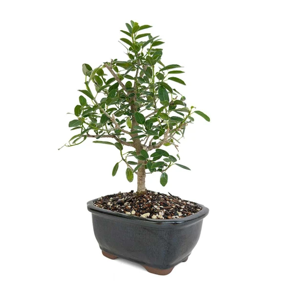 Miniature Ficus Burtt-Davyi Bonsai Tree