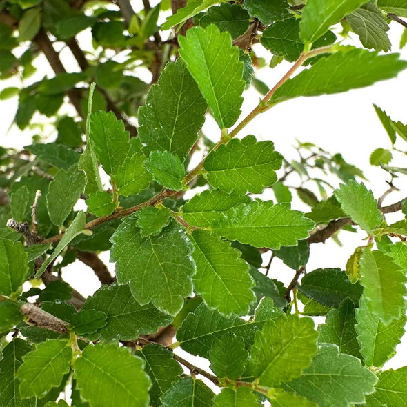 Lacebark Chinese Elm