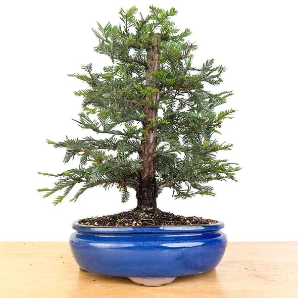 Artist Curated Coastal Redwood - 470067