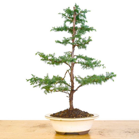 Artist Curated Foemina Juniper - 470068