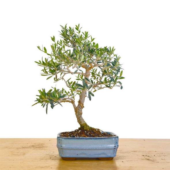 Artist Curated Wild Olive - 470069
