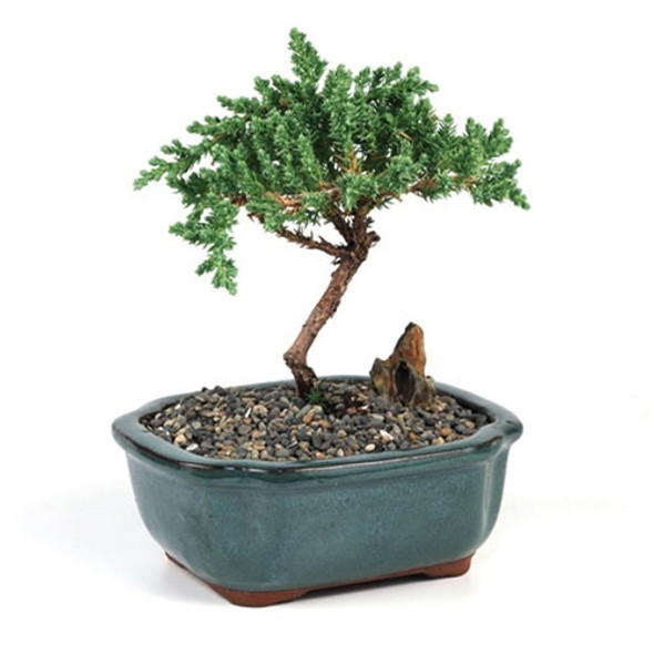 Bonsai Topper Rocks - Zen Mix