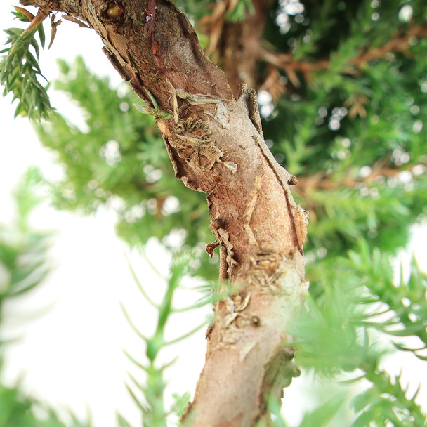 Trained Juniper Bonsai Starter Kit