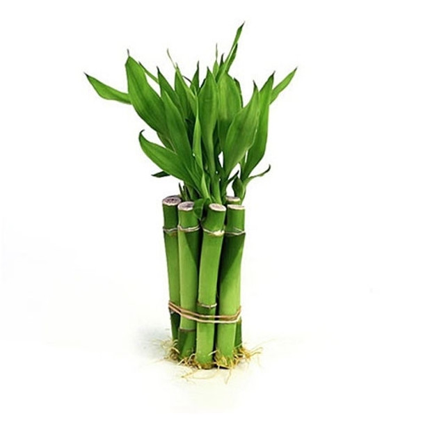 Lucky Bamboo - Individual Bamboo Sticks