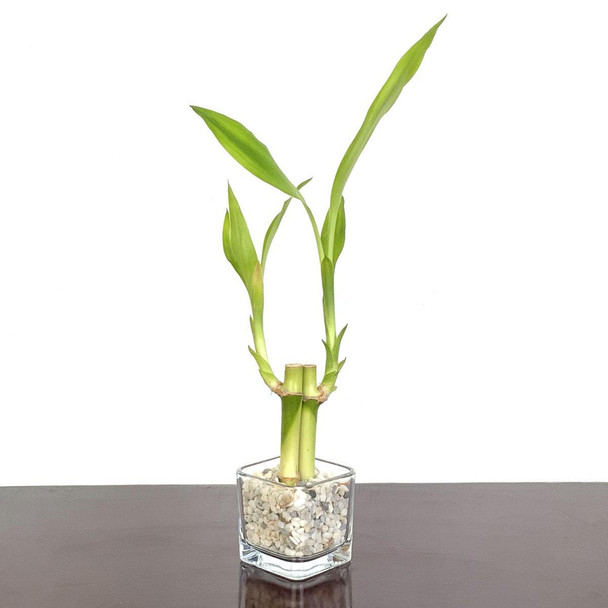 Mini Square Bamboo Favor with White Gravel