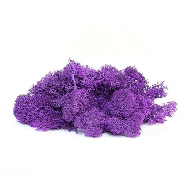 Purple Deer Moss