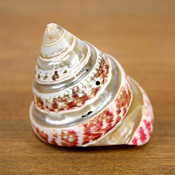 Pink Banded Trochus Seashell