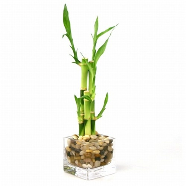 Lucky Bamboo Business Gift