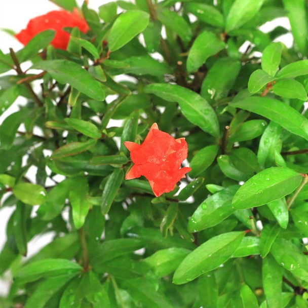 Pomegranate Bonsai