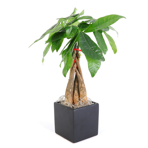 Braided Money Tree - Cube