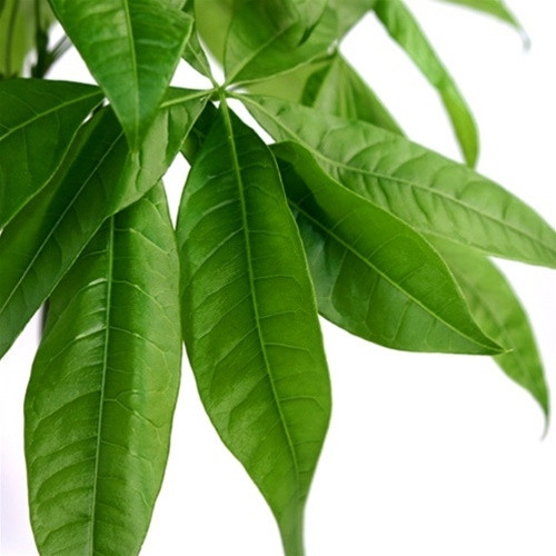 Braided Money Tree - Cube Vase from EasternLeaf.com