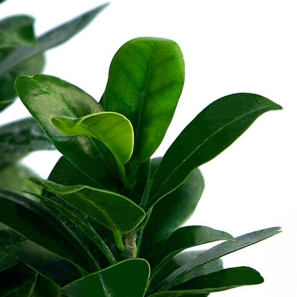 Large Ginseng Ficus