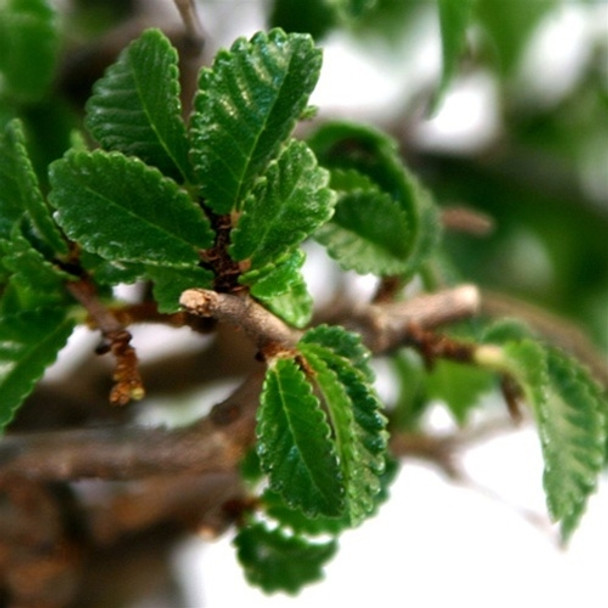 Chinese Elm