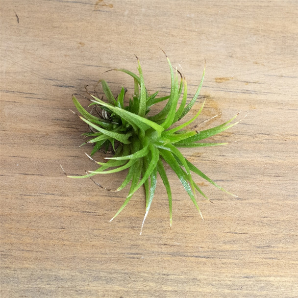 Air Plants Tillandsia Ionantha Mexico