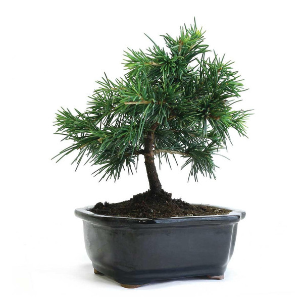 Miniature Cedar Bonsai