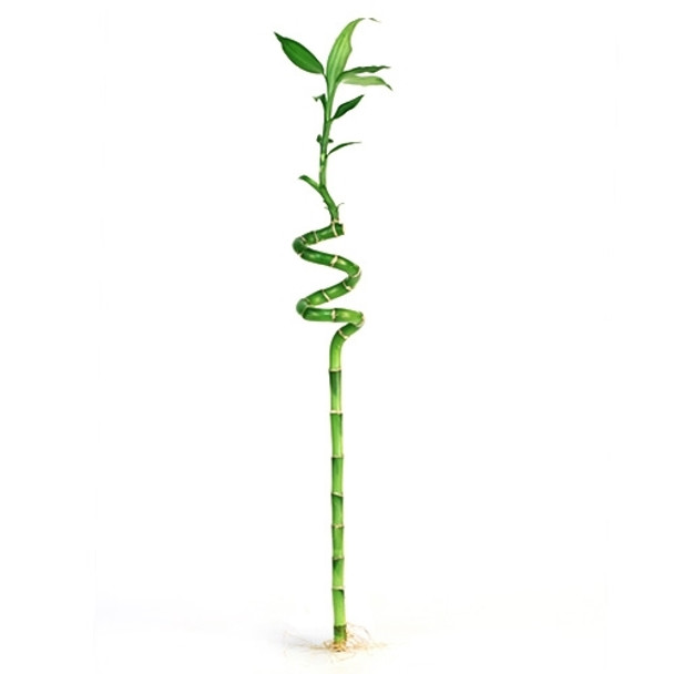 Lucky Bamboo - Individual Bamboo Sticks
