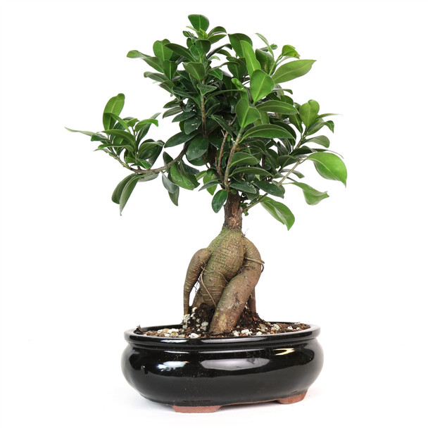 Bonsai - Ginseng Ficus Bonsai