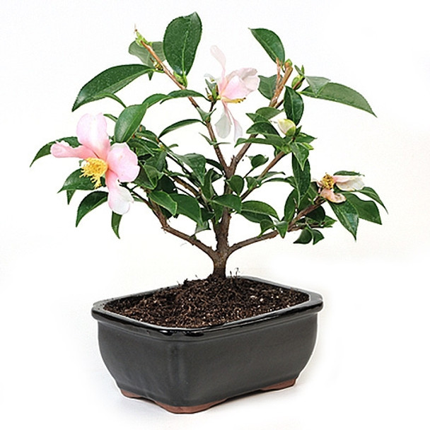 Camellia Bonsai Tree