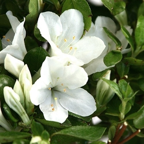 Azalea - White Blossom