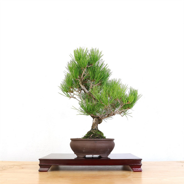 Artist Curated Bonsai