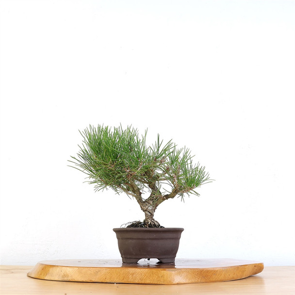 Artist Curated Bonsai