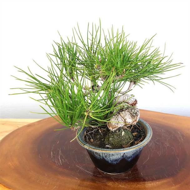 Artist Curated Shohin Japanese Black Pine - 77572