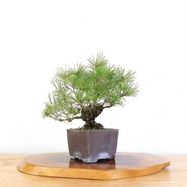 Artist Curated Japanese Black Pine - 77575