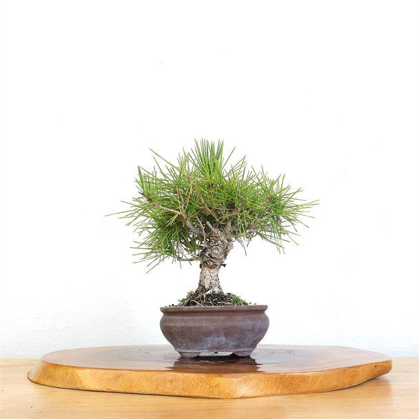 Artist Curated Japanese Black Pine - 77576