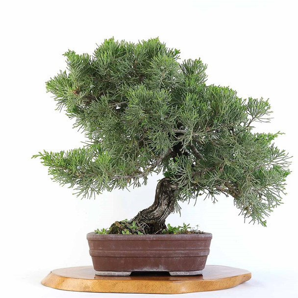 Artist Curated Bonsai