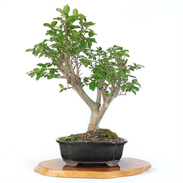 Artist Curated Bonsai