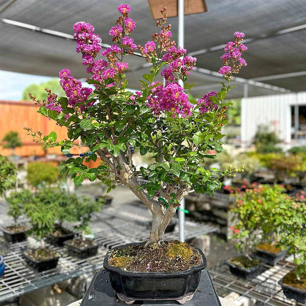 Artist Curated Crepe Myrtle - 77539