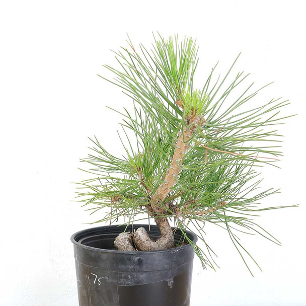 Ready to Style: Japanese Black Pine - 80102