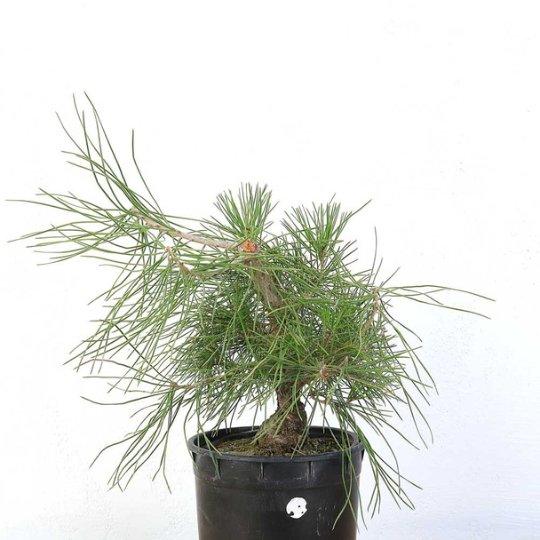 Ready to Style: Japanese Black Pine - 80103