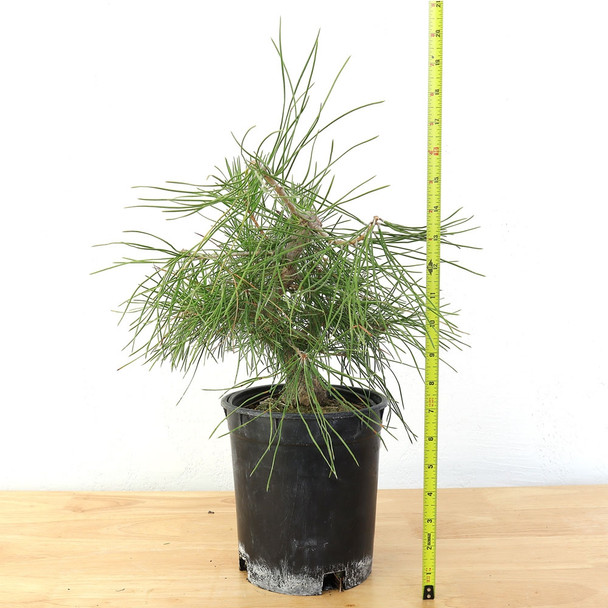 Ready to Style: Japanese Black Pine - 80103