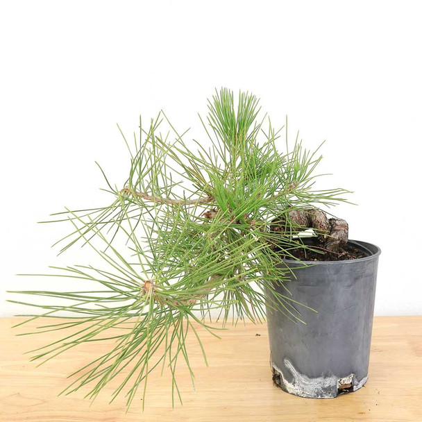 Ready to Style: Japanese Black Pine - 80104