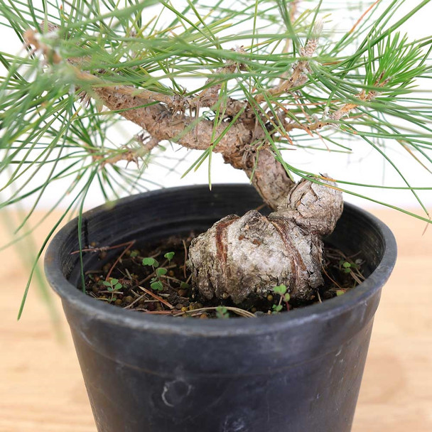 Ready to Style  Japanese Black Pine - 80106