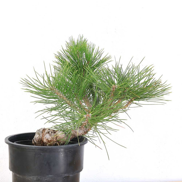 Ready to Style Japanese Black Pine - 80107