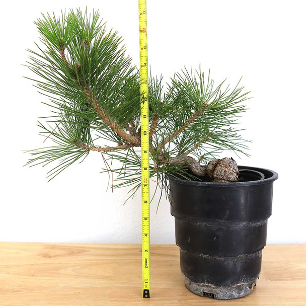 Ready to Style Japanese Black Pine - 80107