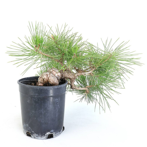 Ready to Style Japanese Black Pine - 80108